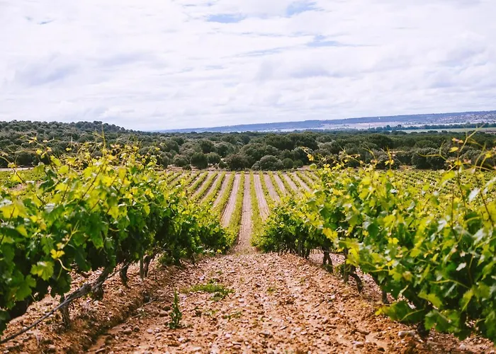 Castillo De Monte La Reina Real & Bodega Hotel
